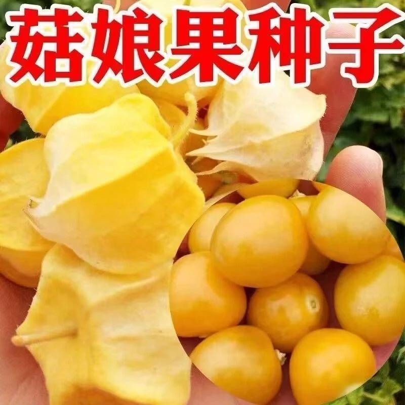 姑娘果种子粒粒甜黄姑娘果种子一年四季种阳台盆栽东北菇娘果种子