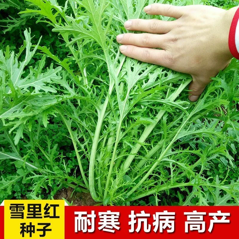 雪里红种子细叶雪里蕻农家雪菜籽春不老蔬菜种子排菜高产香青菜