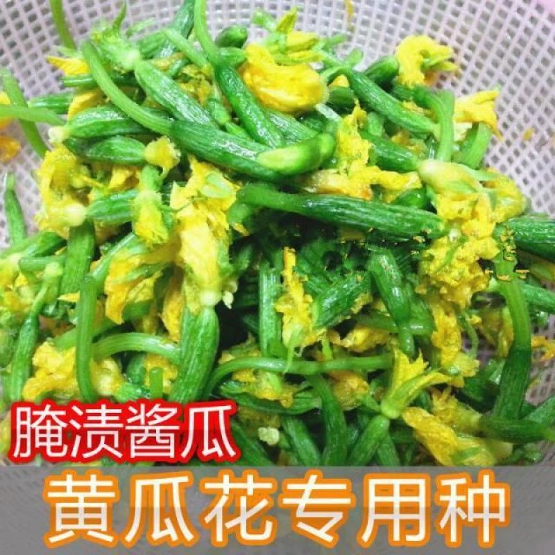 黄瓜花种子小黄瓜花种子腌渍小青瓜种子夏季种籽阳台盆栽蔬菜种孑