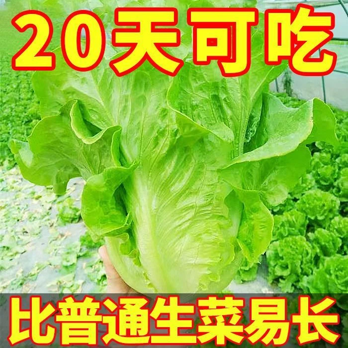 【买一送一】意大利生菜种子四季播奶油玻璃生菜籽阳台庭院蔬菜孑