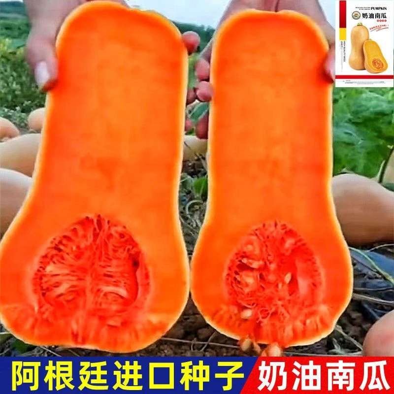 进口奶油南瓜种子四季播春秋季香芋蜜本甜糯红甜栗南瓜种籽菜种子