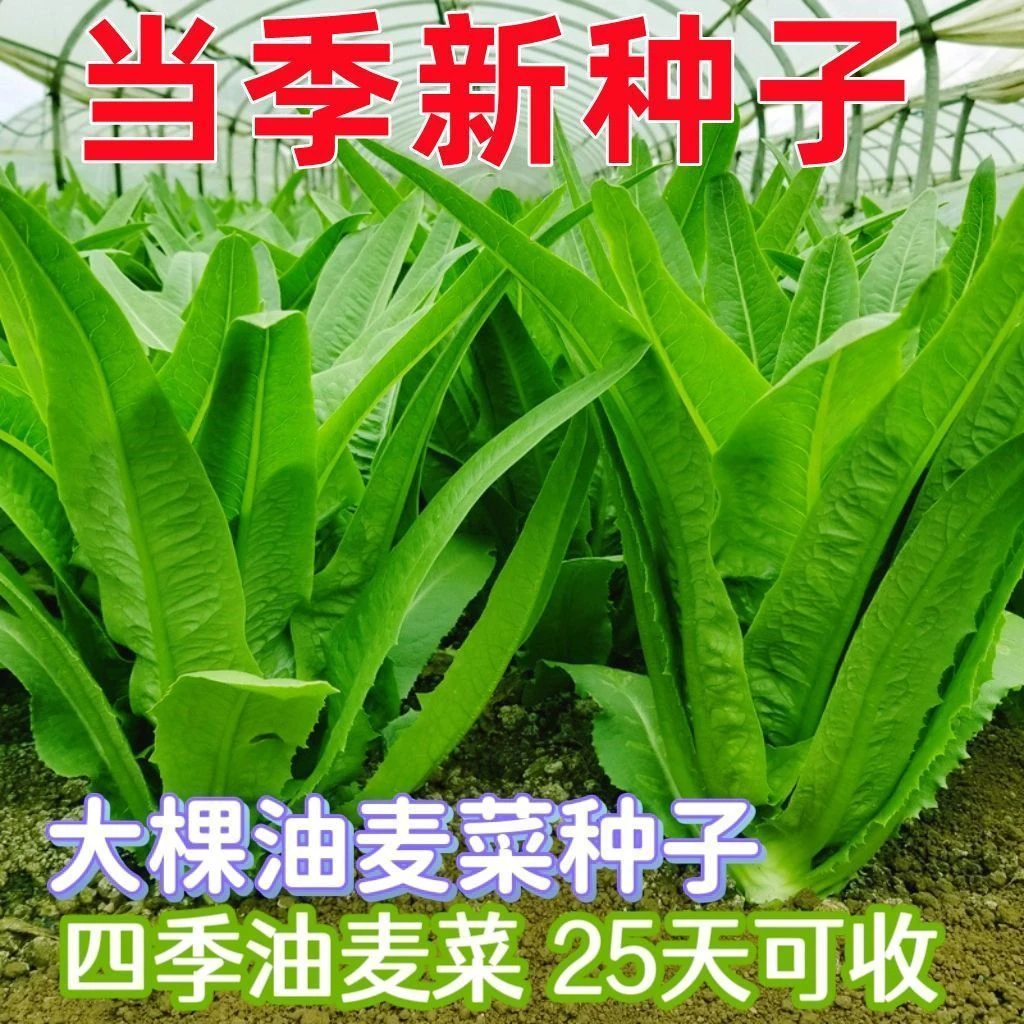 【今年新种】四季油麦菜种子脆甜青菜种籽阳台盆栽地栽蔬菜种子