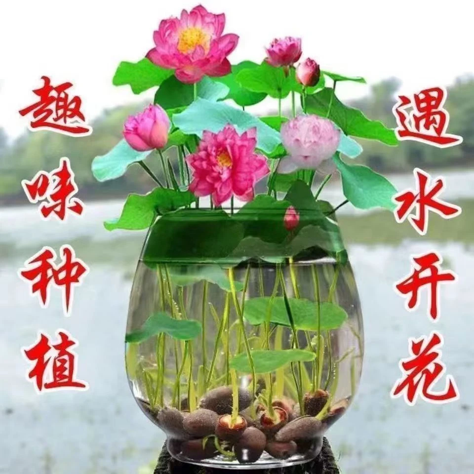 碗莲花无土水培睡莲荷花水培花卉水养生植物花莲花盆栽花四季花卉
