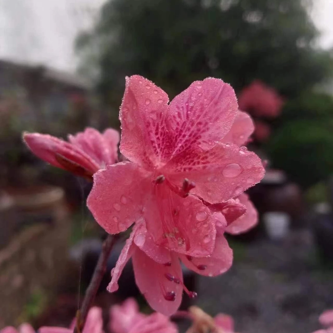 杜鹃花映山红铁包金老桩盆景素材老根艺庭院绿植盆景花园造景