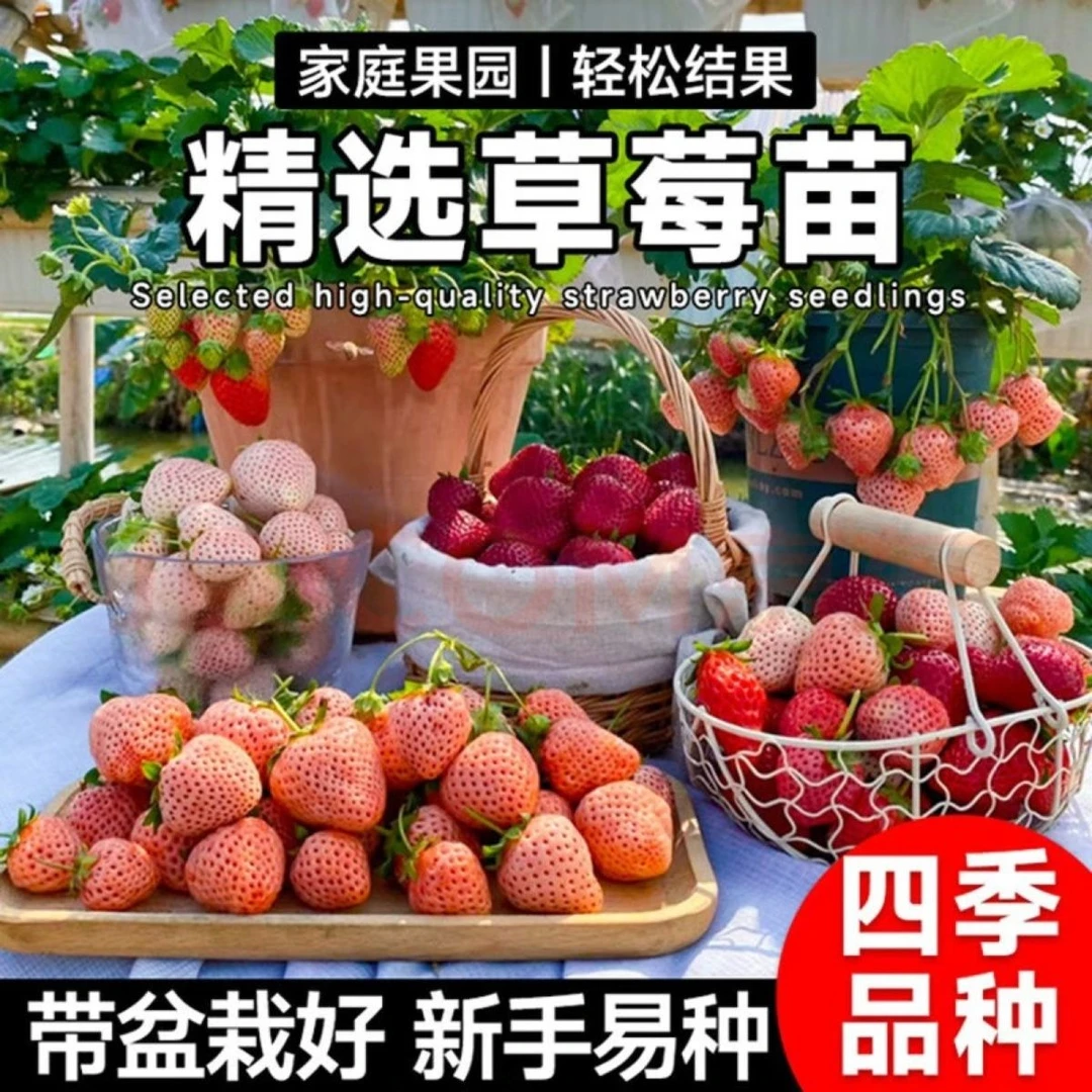 奶油四季黑珍珠香野草莓阳台盆栽地栽南北方种植观花赏叶原盆原土