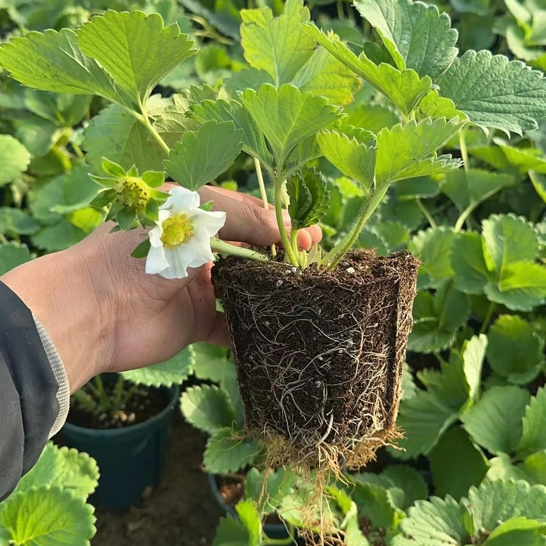 【带花带果】#120盆栽原盆原土四季黑珍珠草莓带花带果发货阳台庭院