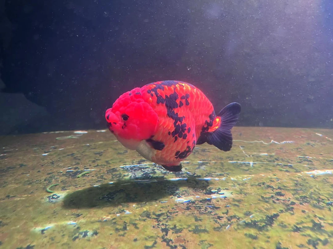 福州闽侯高端兰寿金鱼