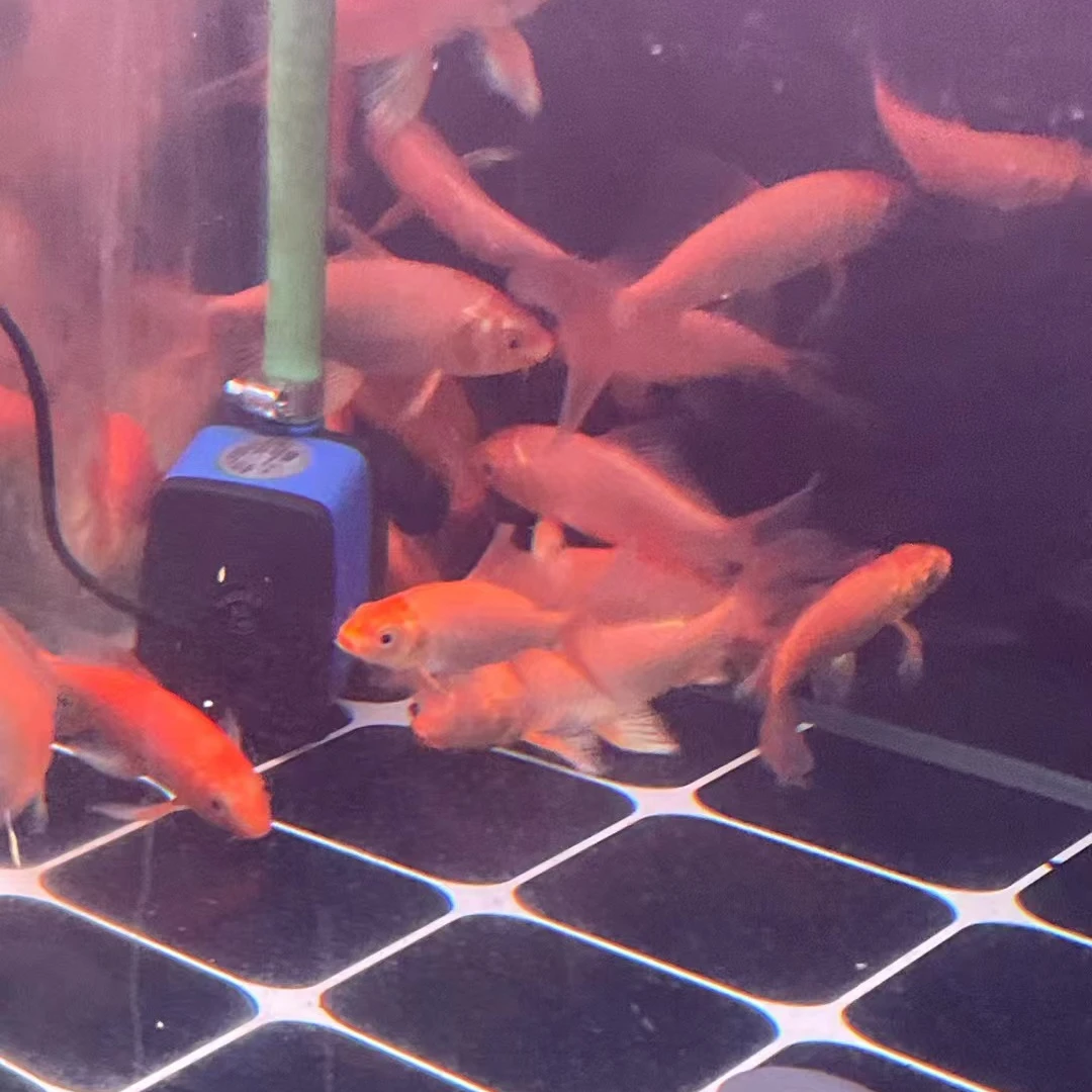 红色普身蝴蝶鲤观赏鱼新手容易养大鳍大尾