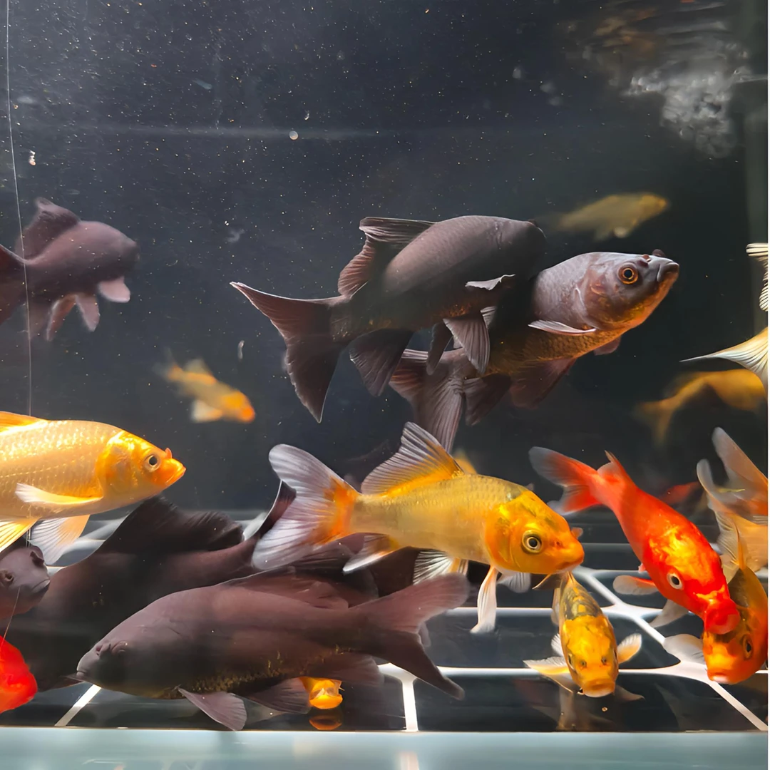 蝴蝶鲤多色红黑黄白容易养新手家养