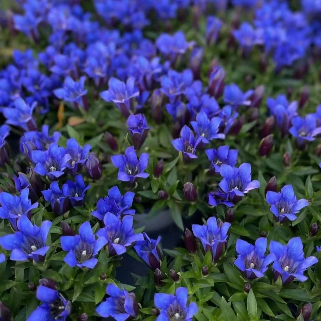 【龙胆花】海洋之心盆栽阳台庭院爆花耐热耐寒秋冬开花本草植物