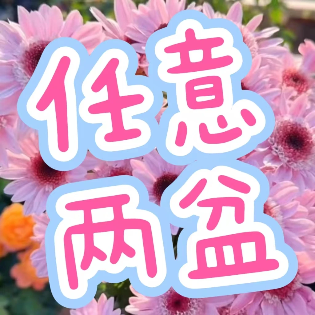 【荷兰菊单盆】重瓣地栽阳台好养耐热耐寒