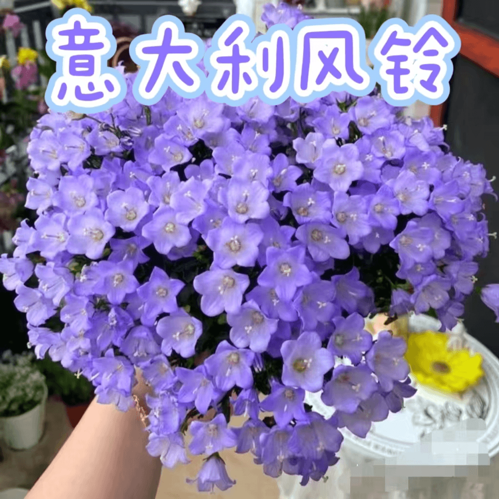 【意大利风铃】阳台小仙女盆栽花卉紫色，花期超长