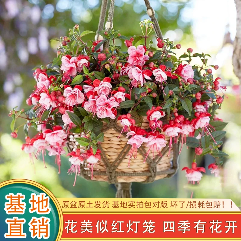 【灯笼花】倒挂金钟花卉盆栽（好看好养，耐寒易爆盆）