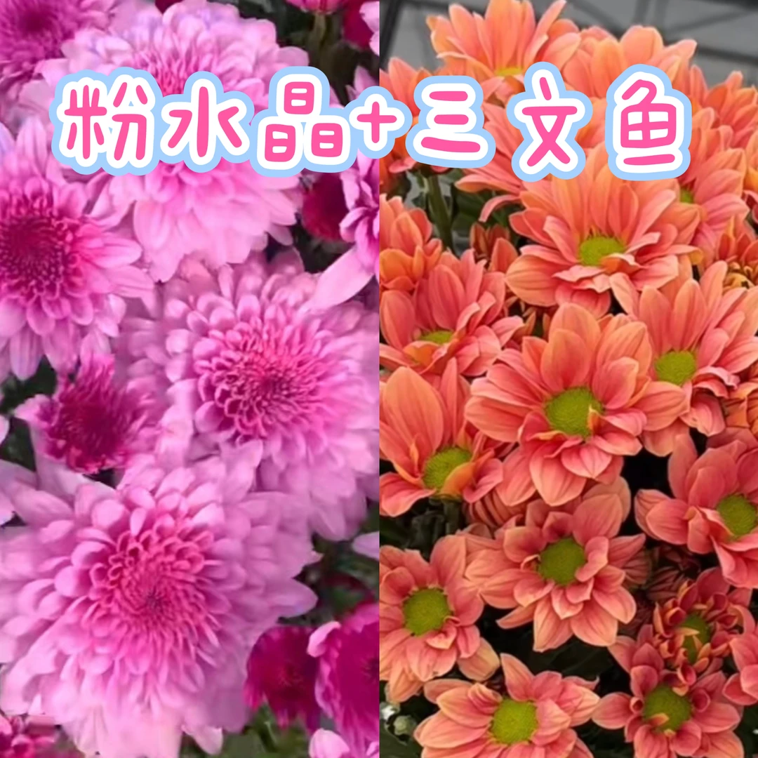 【梦幻粉水晶三文鱼小菊】阳台地栽庭院盆栽花卉