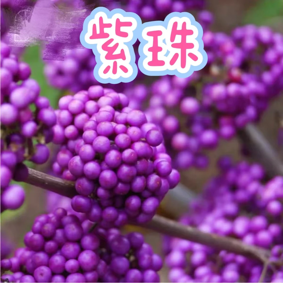 【紫珠】矮丛生花园庭院植物