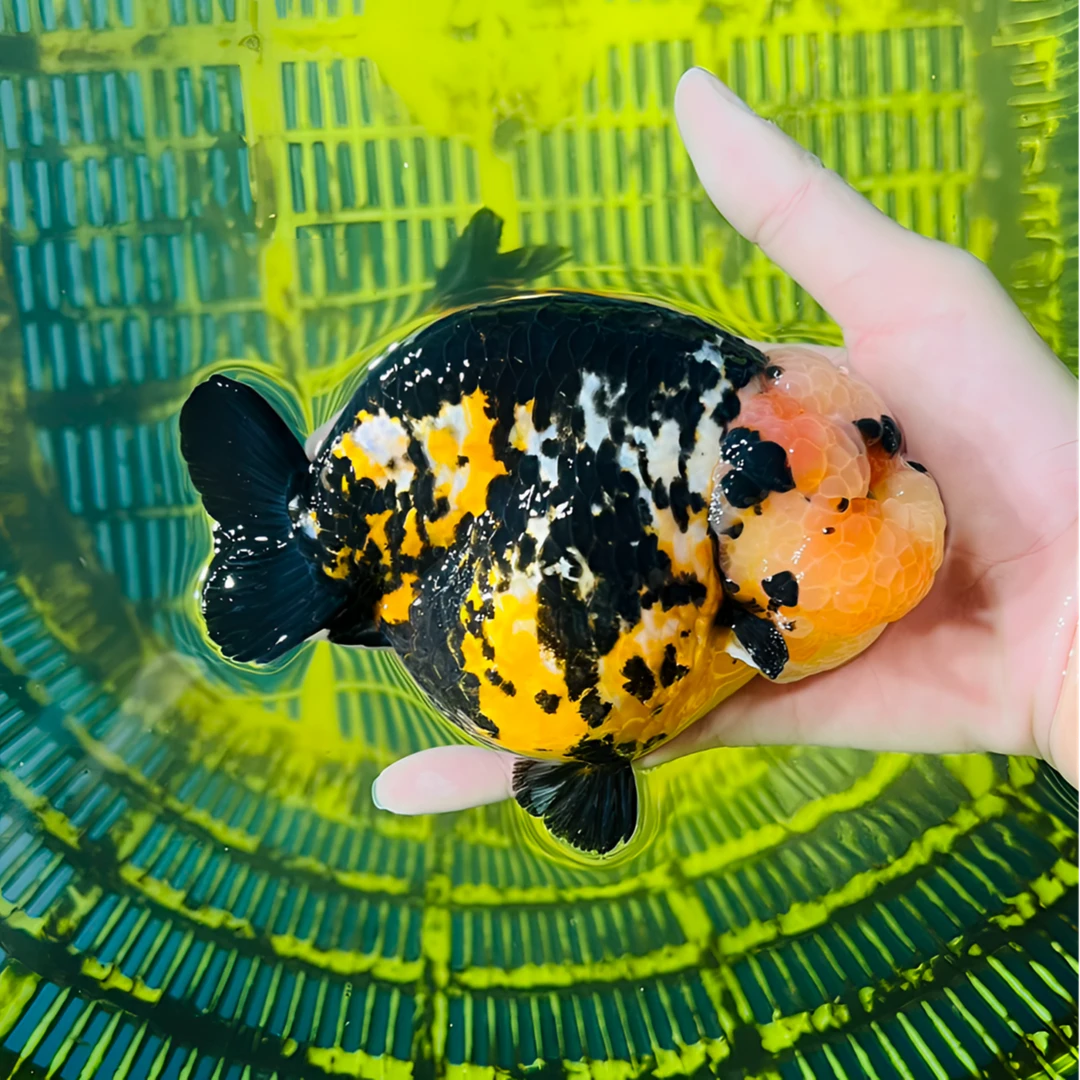 高端兰寿娃娃脸5号链接观赏鱼（运输中不接受退换 活体不得拒收）