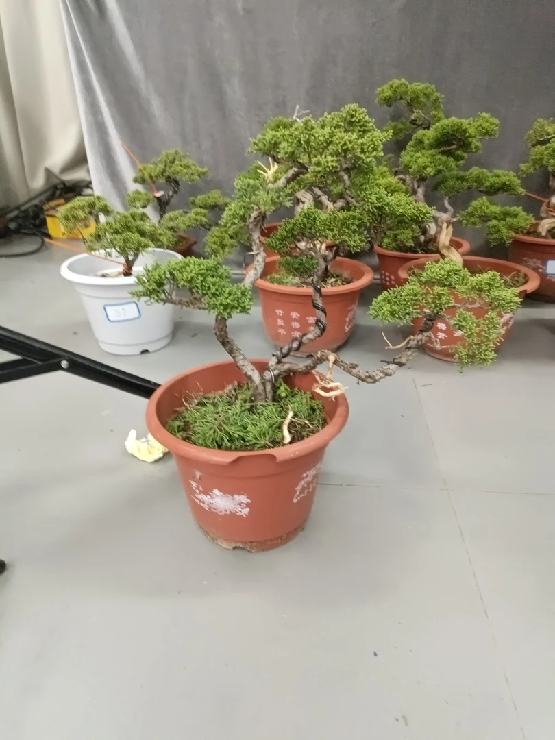 王恒亮精选艺术盆景