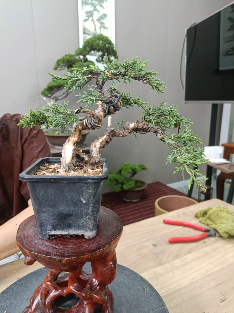 王恒亮精选艺术盆景