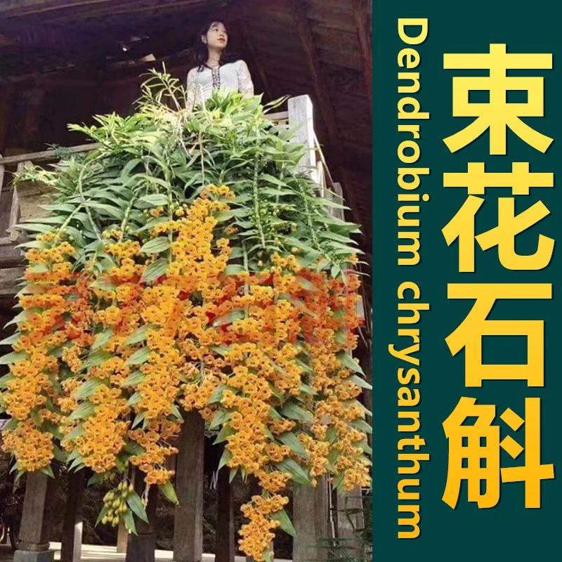 束花石斛 秋季开花 种植成活木板一板 包邮