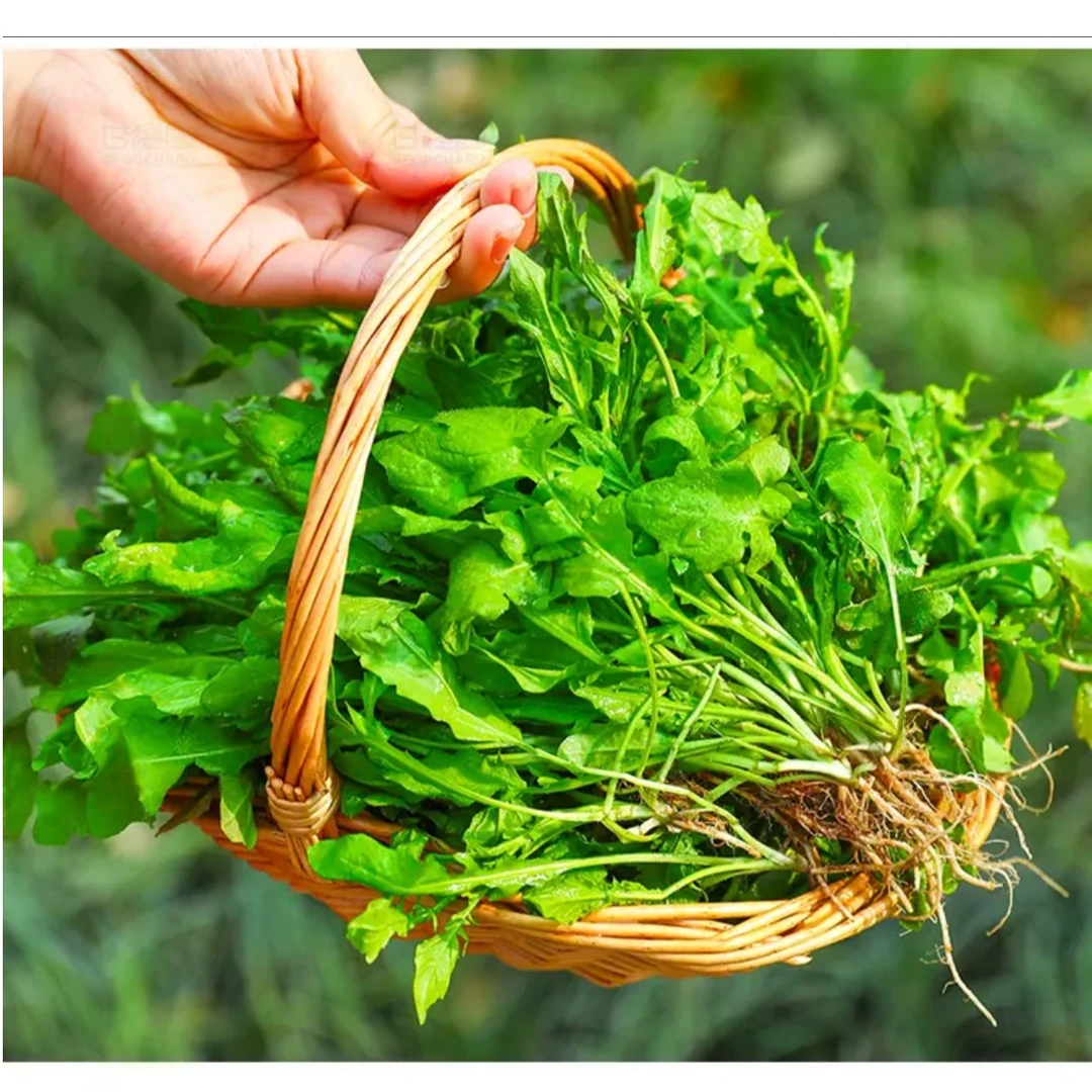 【2025新鲜荠菜】新鲜大叶荠菜现挖现发河南3-4斤荠荠菜馅水饺整箱