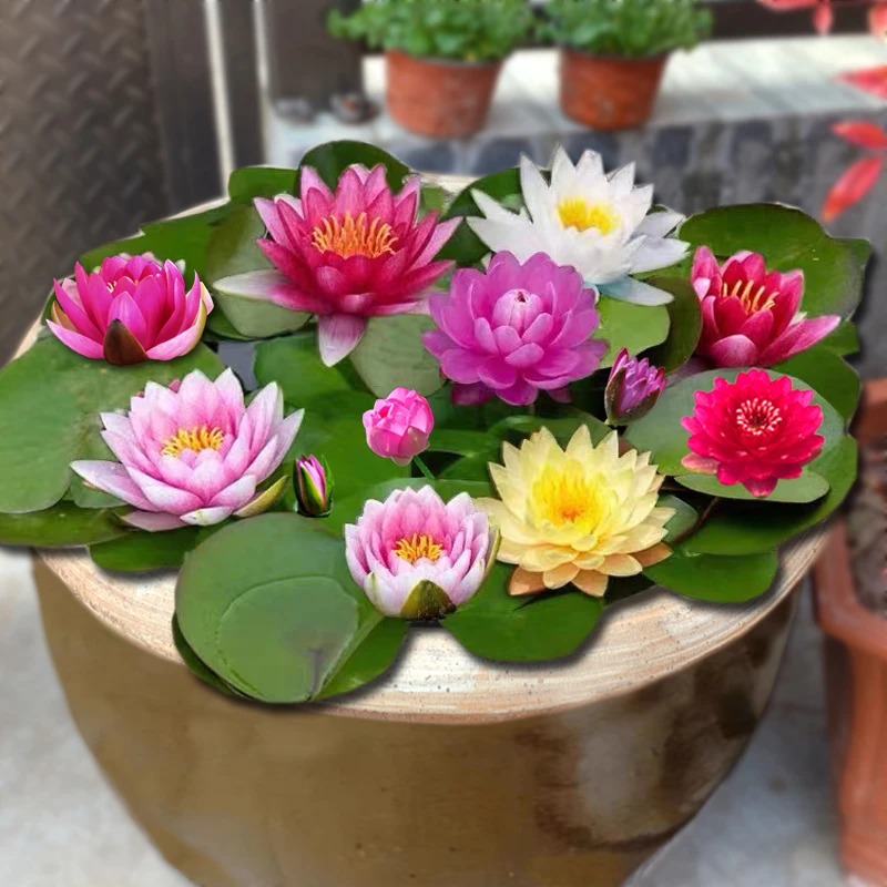 【带花苞】睡莲花苗庭院水培植物