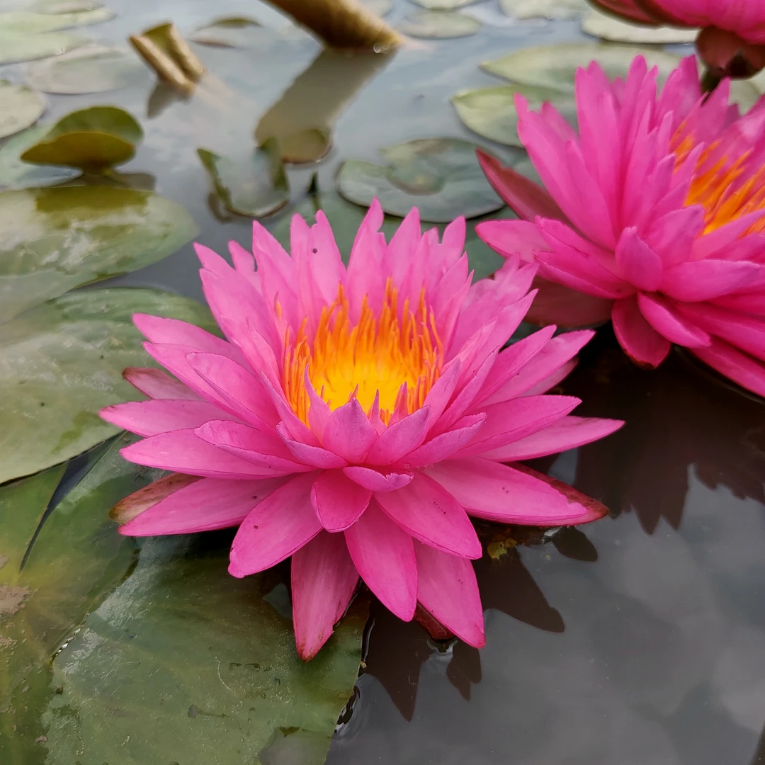 丝绸睡莲根块绿植花卉四季常青室内盆栽阳台