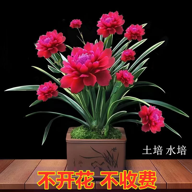 养不死的绿植花卉盆栽耐冻耐寒芙蓉兰花浓香型苗室内盆栽阳台庭院