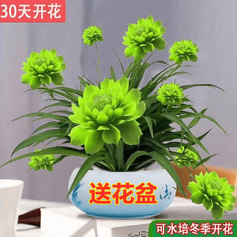 浓香型月光兰种根绿植土培水培耐旱耐热四季开花室内庭院阳台栽培