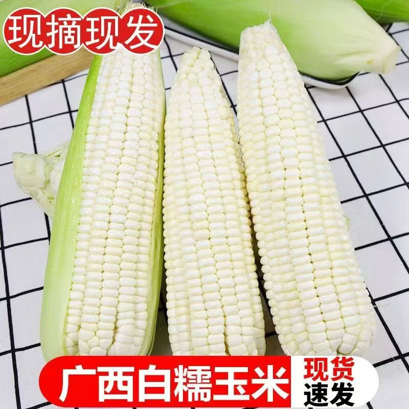 广西当季新鲜采摘白糯玉米香甜软糯3斤5斤8斤（生玉米坏果包赔）