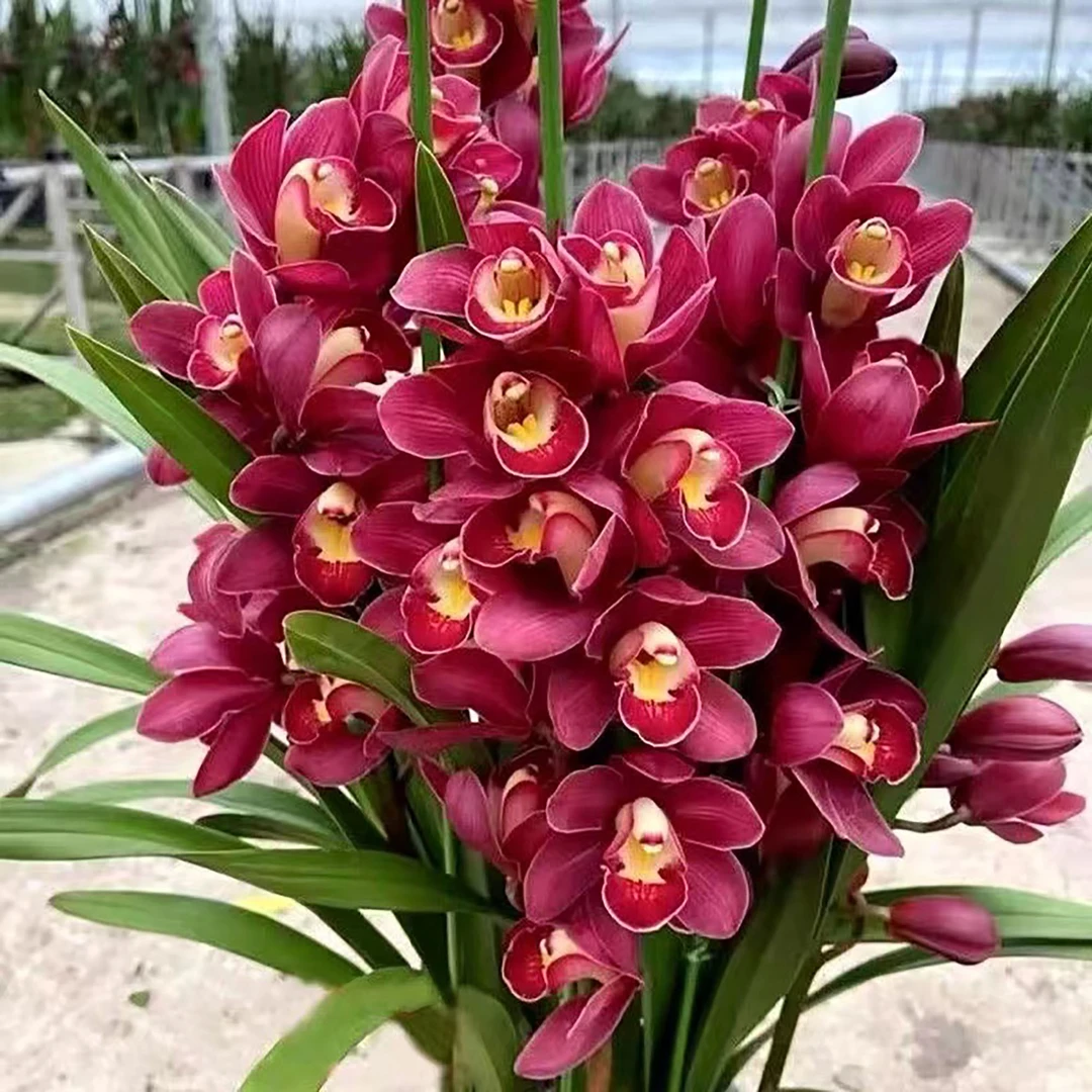 惠兰大红袍兰花苗 兰场基地直发带四方盆种好6-8苗