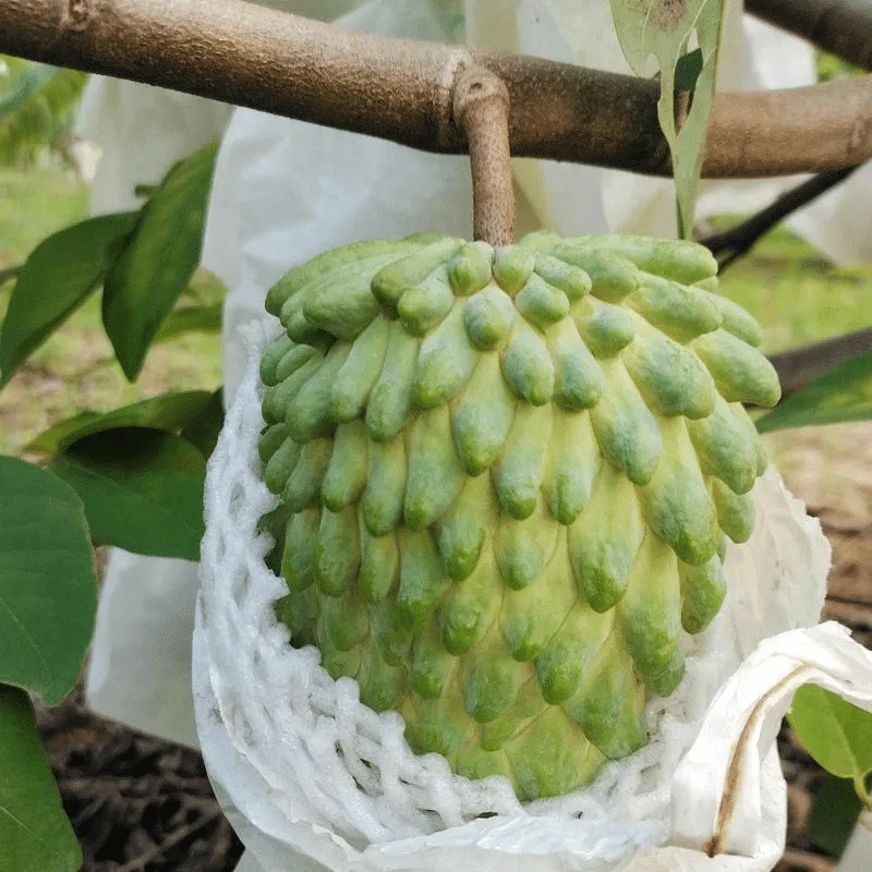 凤梨释迦果新鲜现摘大果货番荔枝牟尼摩广西佛头林檎生鲜水果