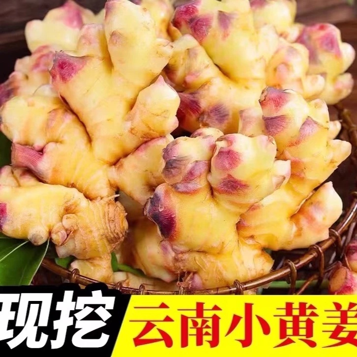 云南新鲜小黄姜正宗嫩姜仔姜当季新姜泡姜生姜鲜姜嫩姜芽子姜包邮