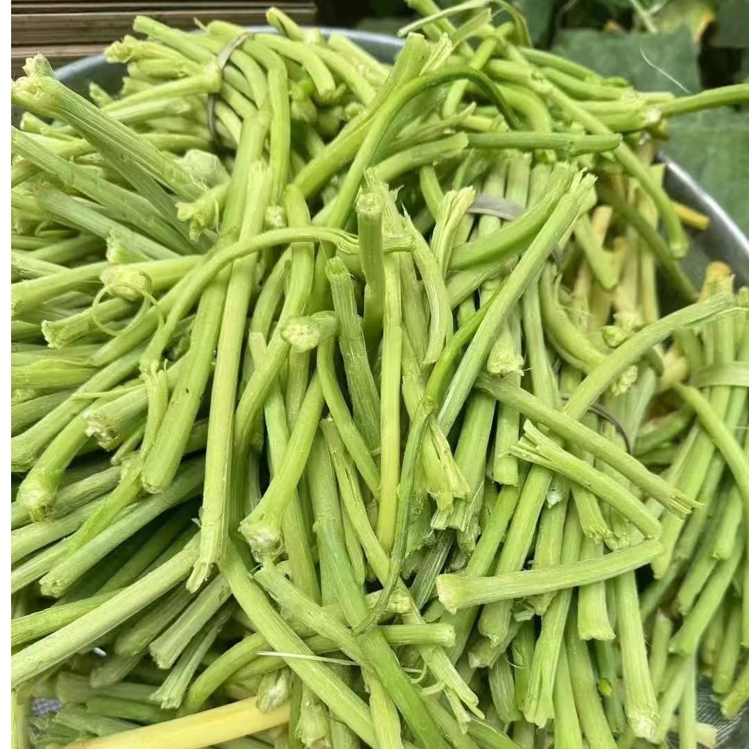 农家当季新鲜南瓜藤农家自制坛子腌菜剁椒南瓜藤下饭菜