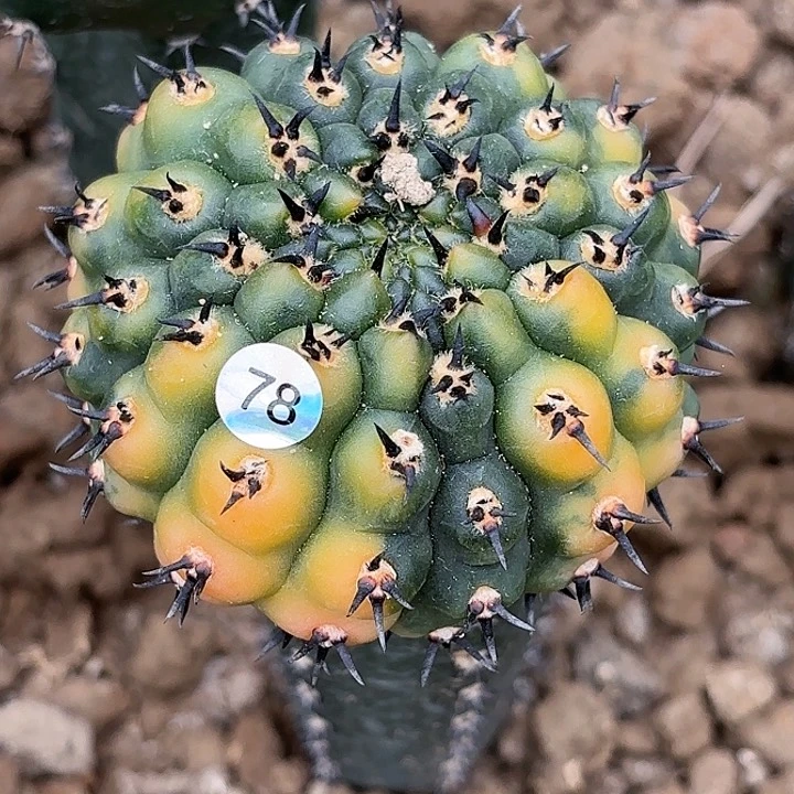绽****球袖蒲嫁接仙人球78
