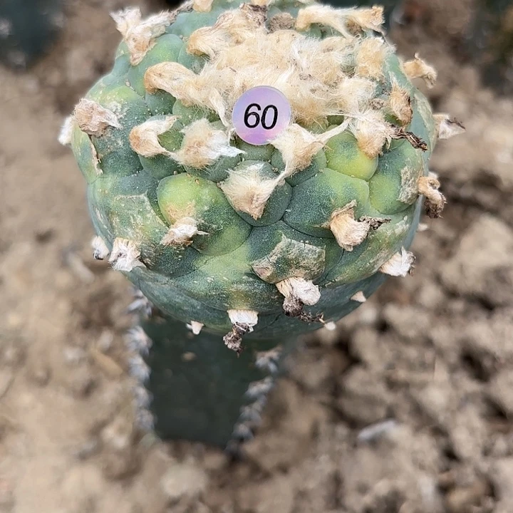 袖蒲苗接仙人球59,60