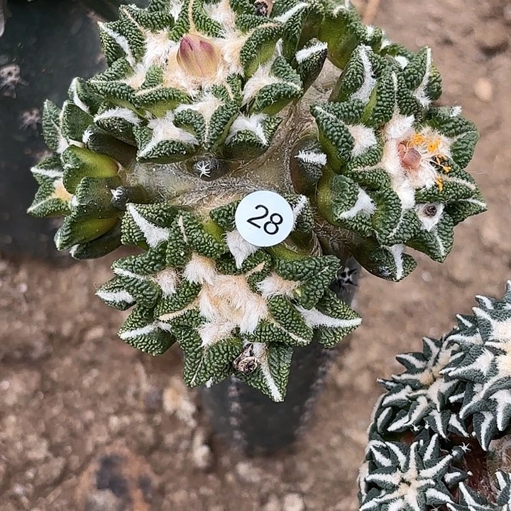 L*O袖蒲苗接仙人球28