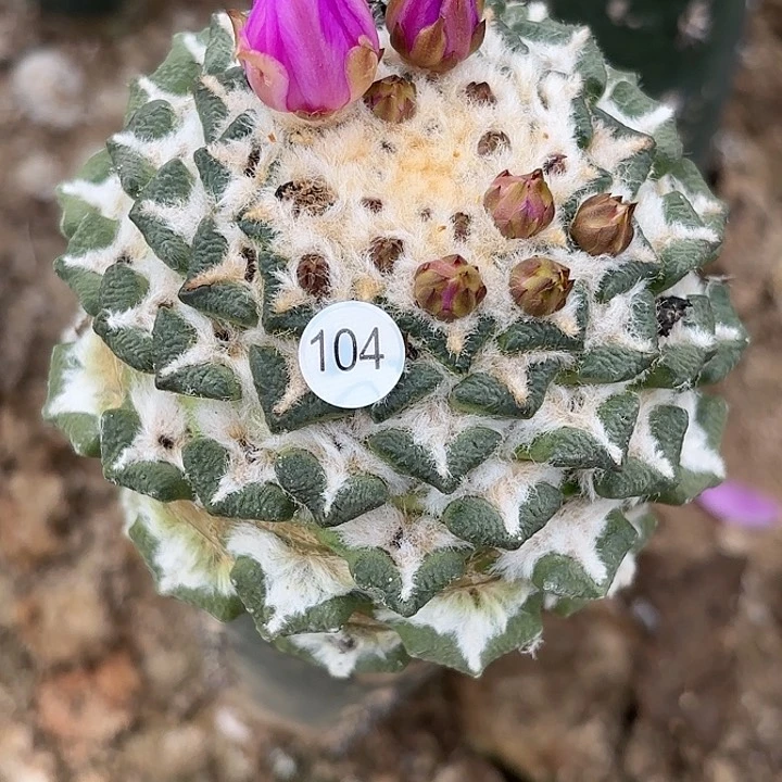 绿**蝉袖蒲嫁接仙人球104