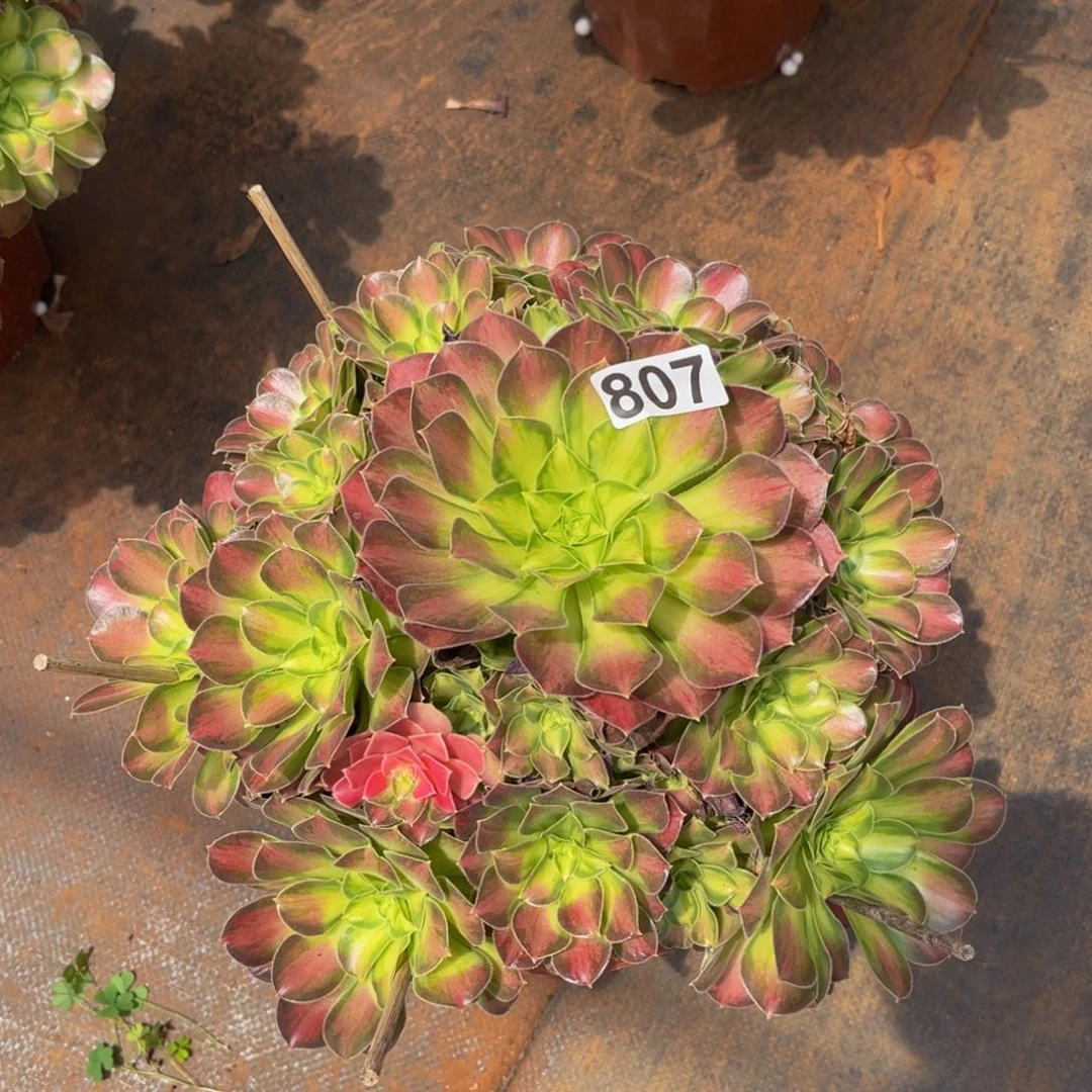 807多肉植物多肉