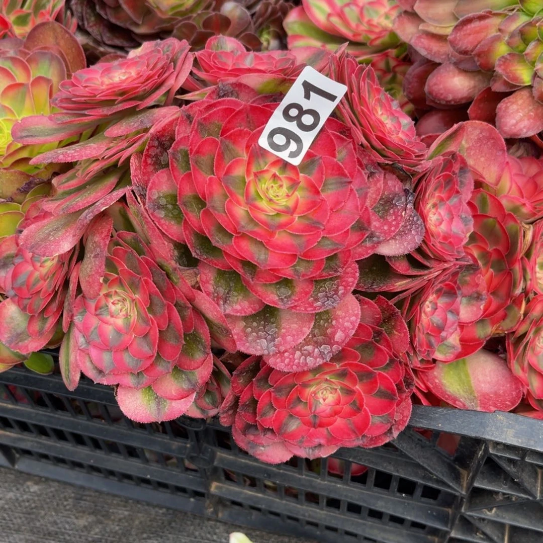 981多肉植物多肉