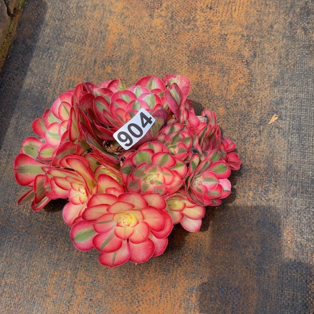 家**金904多肉植物