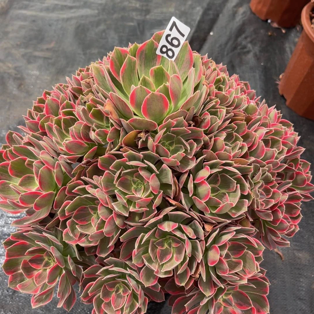 867多肉植物多肉