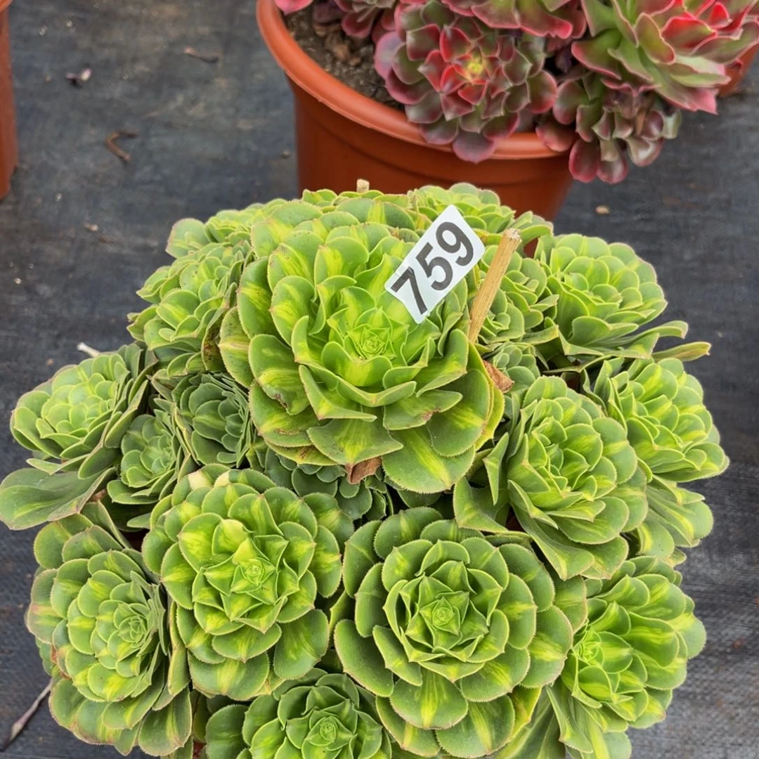 759多肉植物多肉