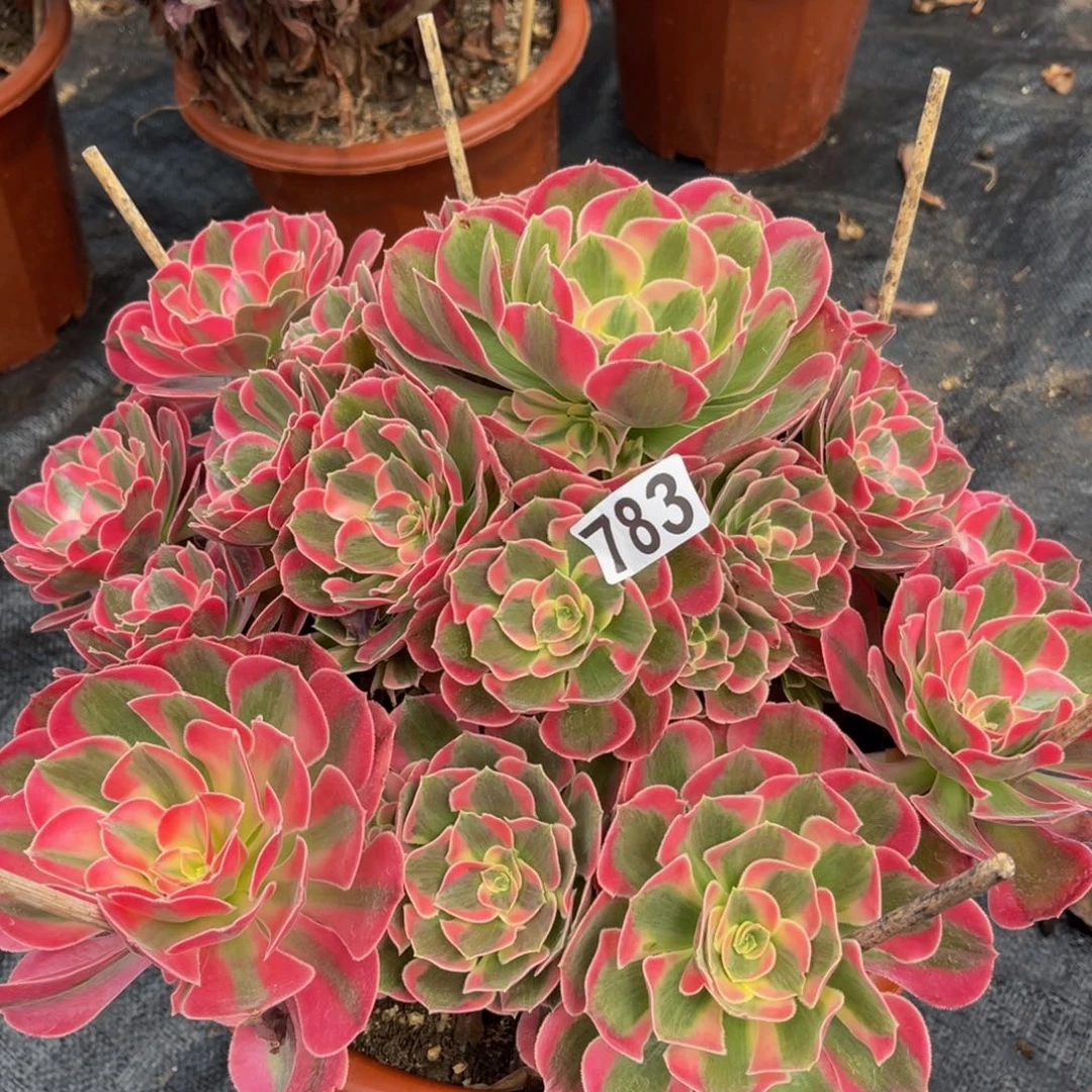 依*.783多肉植物多肉