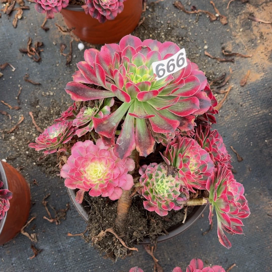 666多肉植物多肉