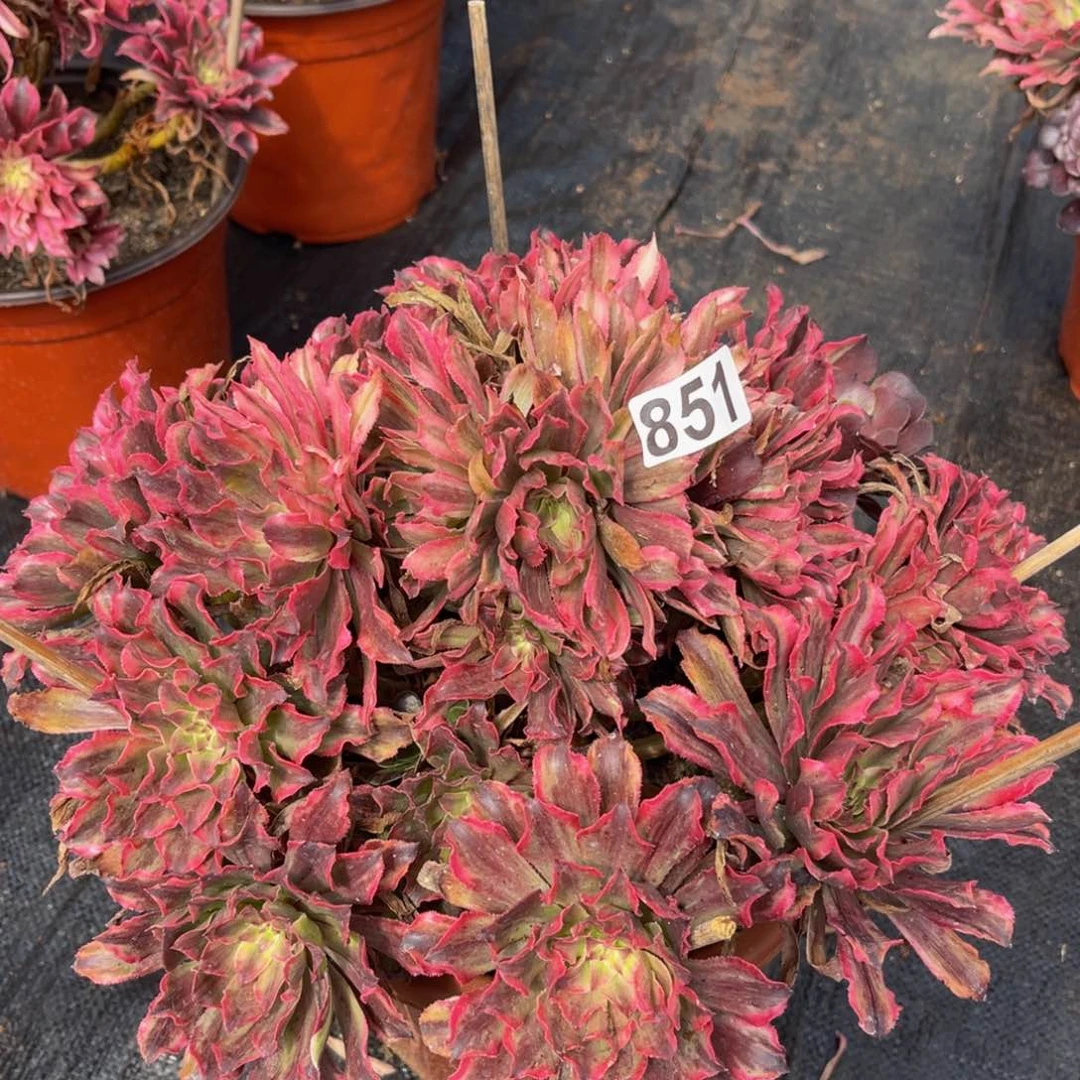 851多肉植物多肉