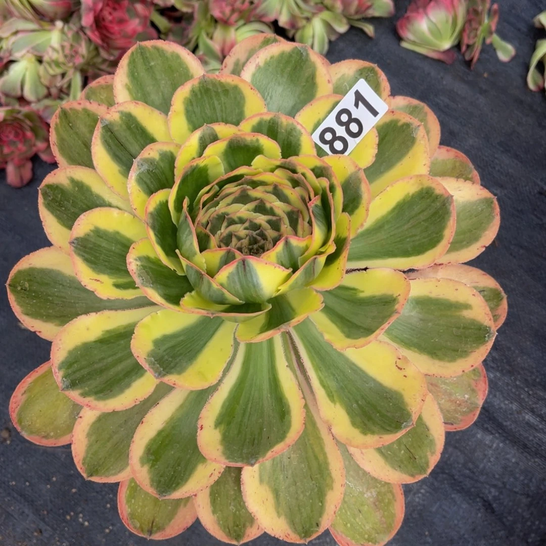 881多肉植物多肉