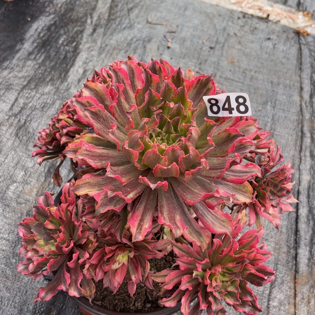 848多肉植物多肉