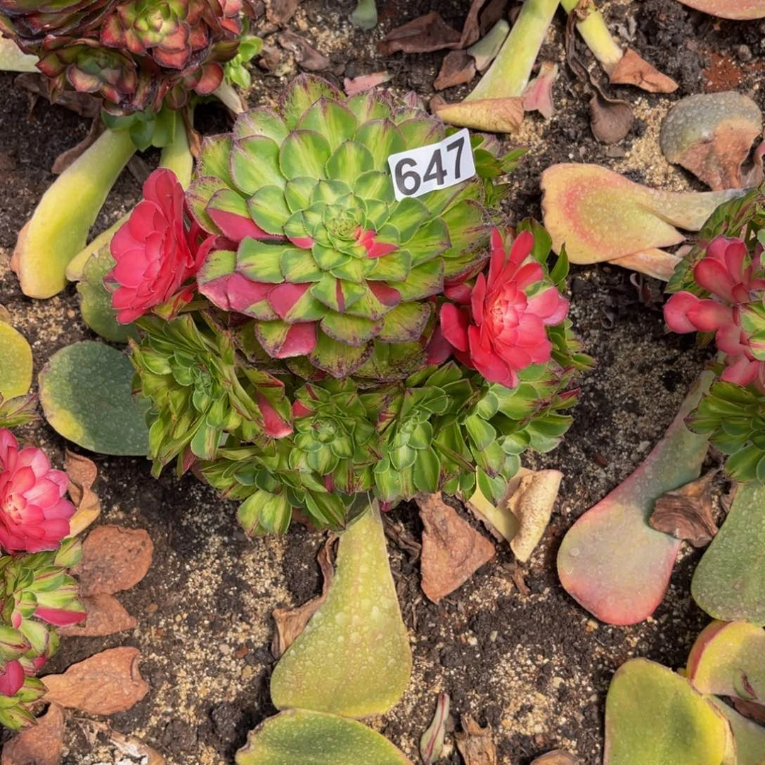647多肉植物多肉