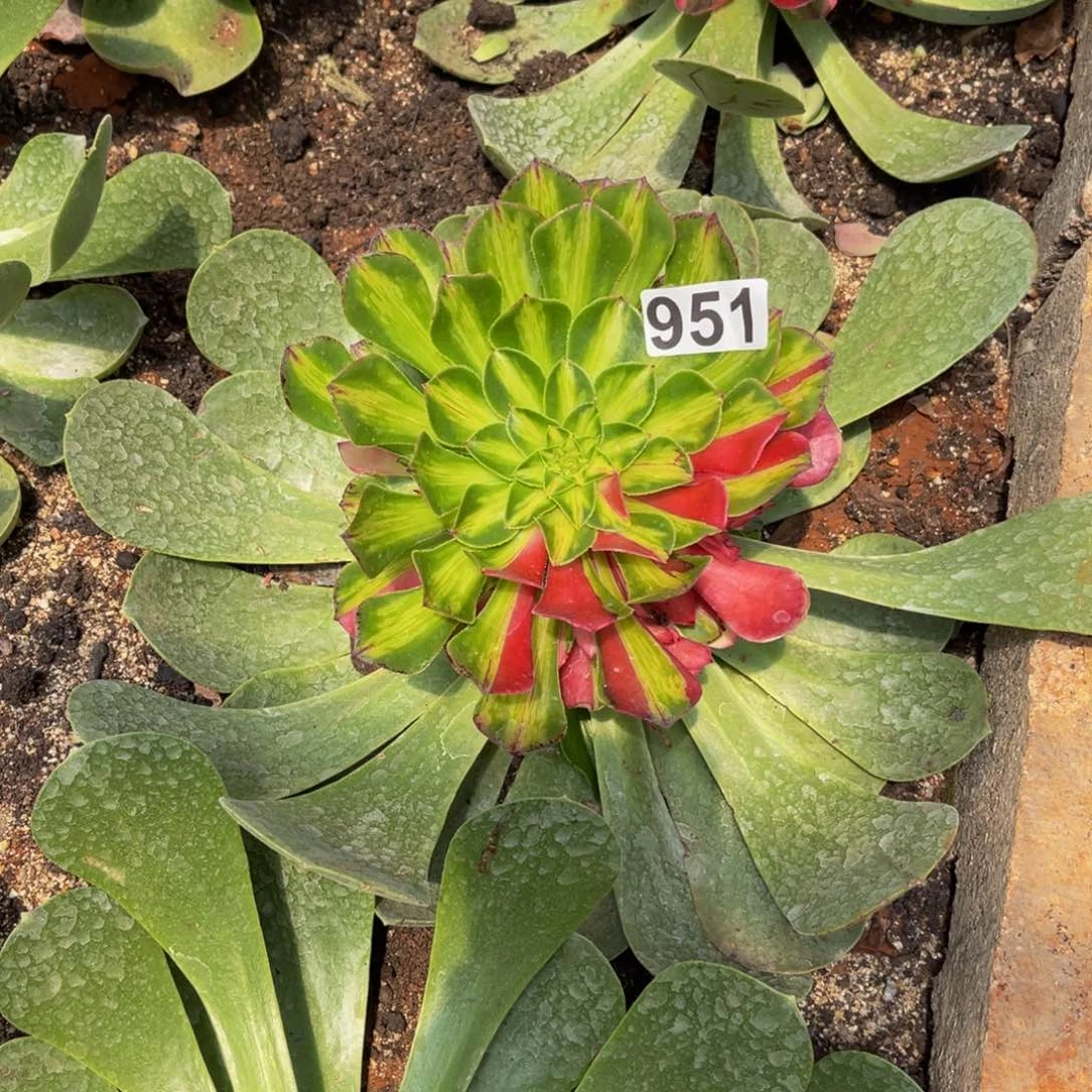 澳**园951多肉植物多肉