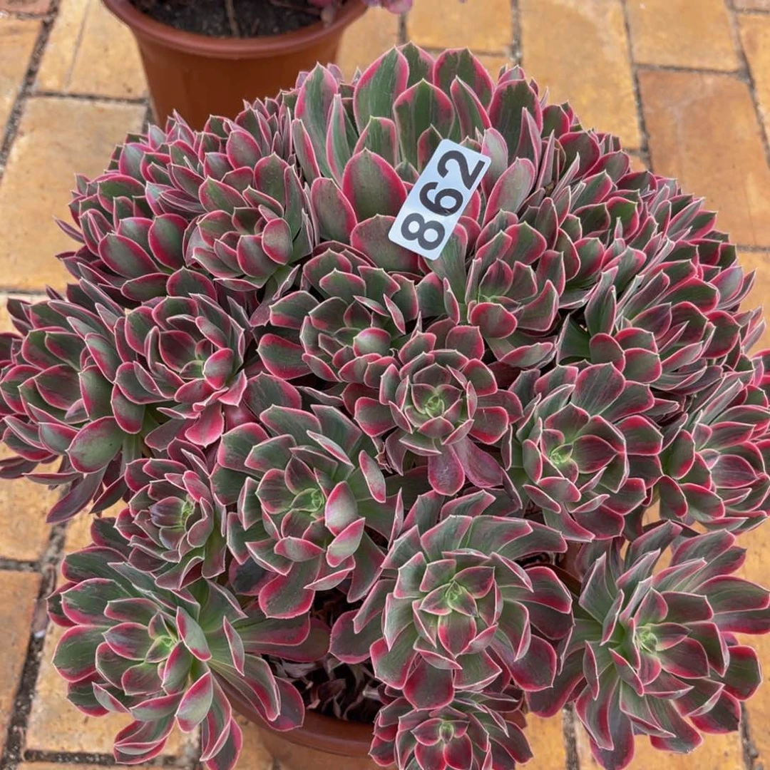 862多肉植物多肉